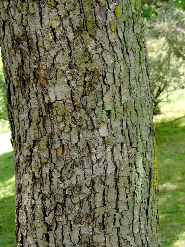 Davidia Involucrata Vilmoriniana, Taschentuchbaum 5 Davidia Involucrata Vilmoriniana, Taschentuchbaum – Bild 5