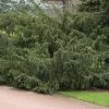 Taxus Baccata 'Dovastoniana', Adlerschwingen-Eibe