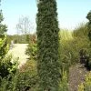 Taxus Baccata 'Fastigiata Robusta'