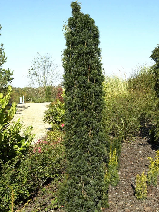 Taxus Baccata 'Fastigiata Robusta' 1 Taxus Baccata 'Fastigiata Robusta'
