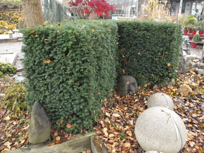 Taxus Media 'Hillii', Männliche Becher-Eibe 2 Taxus Media 'Hillii', Männliche Becher-Eibe – Bild 2