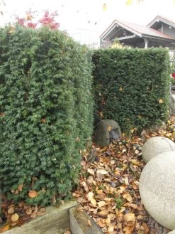 Taxus Media 'Hillii', Männliche Becher-Eibe 7 Taxus Media 'Hillii', Männliche Becher-Eibe -Gartengrün -Pflanze taxus hillii pflanze55599f2c60b6a 1280x1280