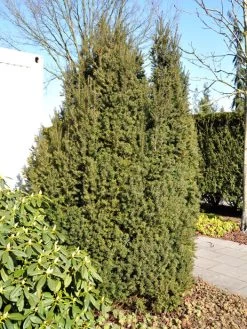 Taxus Baccata 'Overeynderi'