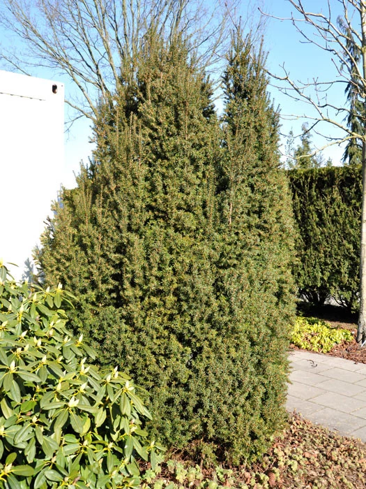 Taxus Baccata 'Overeynderi' 1 Taxus Baccata 'Overeynderi'