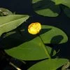 Nuphar Lutea, Teichmummel, Gelbe Teichrose