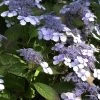 Hydrangea Serrata 'Bluebird', Teller-Hortensie