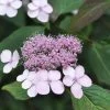 Hydrangea Serrata Acuminata, Teller-Hortensie