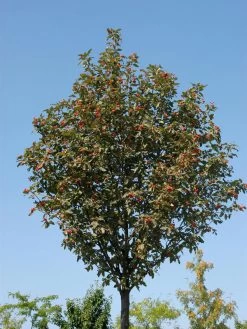 Sorbus Thuringiaca 'Fastigiata', Thüringische Säulen-Eberesche - Hochstamm 6 Sorbus Thuringiaca 'Fastigiata', Thüringische Säulen-Eberesche - Hochstamm -Gartengrün -Pflanze thueringer eberesche 1280x1280