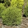 Thuja Occidentalis 'Danica', Zwerg-Kugellebensbaum