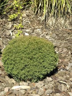 Thuja Occidentalis 'Teddy', Kuschel-Lebensbaum