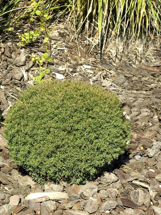 Thuja Occidentalis 'Teddy', Kuschel-Lebensbaum 1 Thuja Occidentalis 'Teddy', Kuschel-Lebensbaum