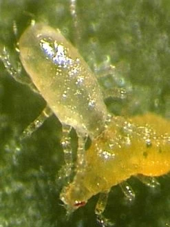 Amblyseius-Raubmilbe (Art.Nr. KB4096)