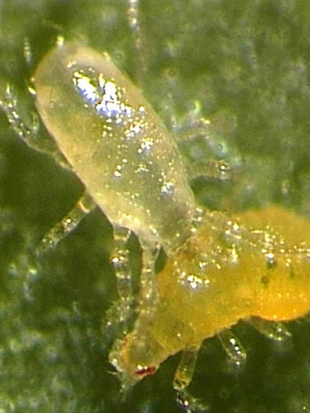 Amblyseius-Raubmilbe (Art.Nr. KB4096) 1 Amblyseius-Raubmilbe (Art.Nr. KB4096)