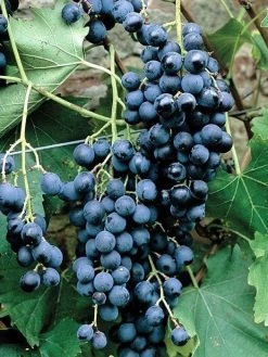 Tafeltraube Muscat Bleu