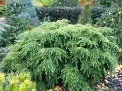 Tsuga Canadensis 'Jeddeloh', Zwerg-Hemlocktanne 5 Tsuga Canadensis 'Jeddeloh', Zwerg-Hemlocktanne -Gartengrün -Pflanze tsuga jeddeloh strauch 1280x1280