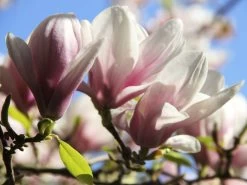 Magnolia Soulangiana, Tulpen-Magnolie 5 Magnolia Soulangiana, Tulpen-Magnolie -Gartengrün -Pflanze tulpenmagnolie blueten55599b581accc 1280x1280