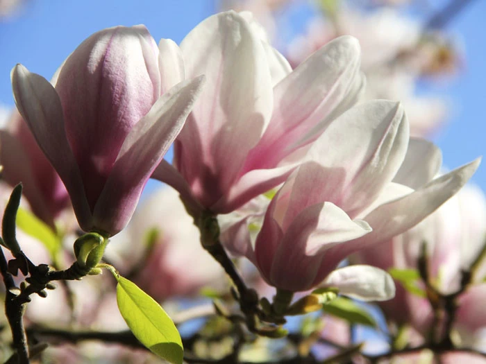 Magnolia Soulangiana, Tulpen-Magnolie 3 Magnolia Soulangiana, Tulpen-Magnolie – Bild 3