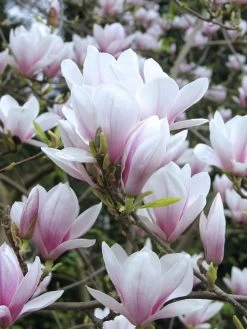 Magnolia Soulangiana, Tulpen-Magnolie