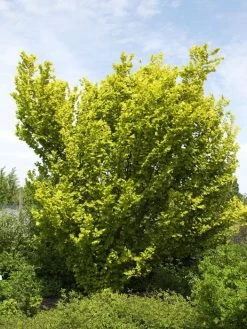 Ulmus Carpinifolia 'Wredei', Goldulme