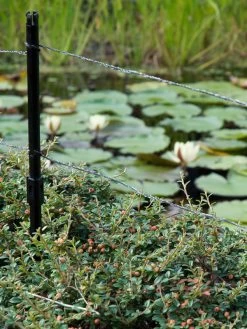 Ultra Protector Von Velda (Art.Nr.Vel128026) 6 Ultra Protector Von Velda (Art.Nr.Vel128026) -Gartengrün -Pflanze ultraprotector 2 1280x1280