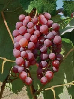 Kernlose Tafeltraube Vanessa (Syn. Rose Dream)