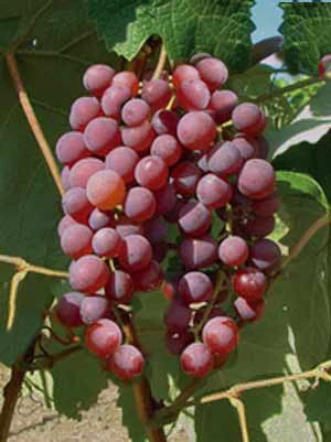 Kernlose Tafeltraube Vanessa (Syn. Rose Dream) 1 Kernlose Tafeltraube Vanessa (Syn. Rose Dream)