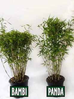 Fargesia Murielae 'Panda', Schirmbambus 5 Fargesia Murielae 'Panda', Schirmbambus -Gartengrün -Pflanze vergleich bambus panda bamb5a30ecb28375a 1280x1280