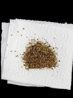 Aphidoletes-Gallmücke (Art.Nr. KB4046) 5 Aphidoletes-Gallmücke (Art.Nr. KB4046) -Gartengrün -Pflanze versand aphidoletes muecke 80529 2 1280x1280