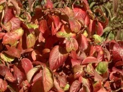 Viburnum Carlesii 'Aurora', Wohlriechender Schneeball -Gartengrün -Pflanze viburnum aurora herbst 1280x1280