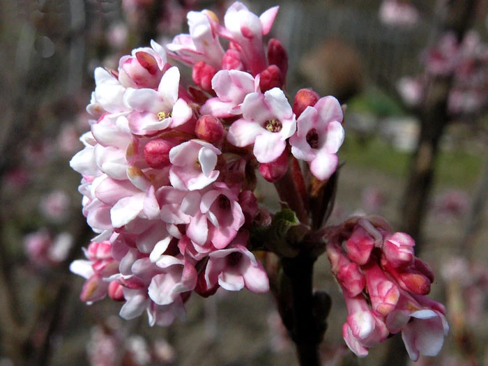 Viburnum Bodnantense 'Dawn', Winterschneeball 2 Viburnum Bodnantense 'Dawn', Winterschneeball – Bild 2