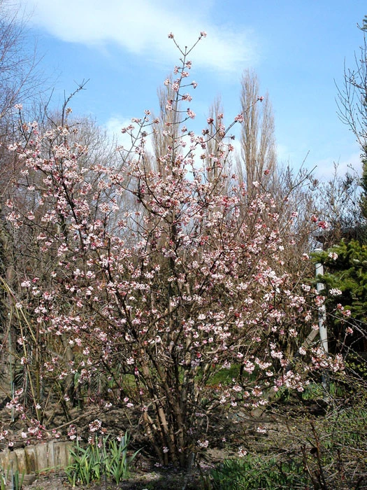 Viburnum Bodnantense 'Dawn', Winterschneeball 1 Viburnum Bodnantense 'Dawn', Winterschneeball