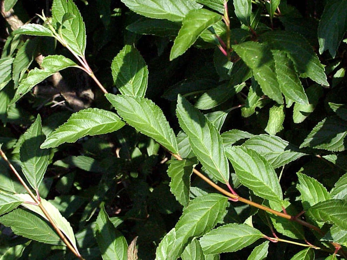 Viburnum Farreri, Duftschneeball 2 Viburnum Farreri, Duftschneeball – Bild 2