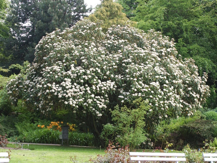 Viburnum Rhytidophyllum, Immergrüner Zungenschneeball 2 Viburnum Rhytidophyllum, Immergrüner Zungenschneeball – Bild 2