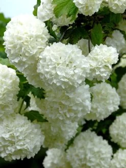Viburnum Opulus 'Roseum', Echter Schneeball