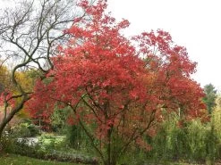 Viburnum Opulus 'Roseum', Echter Schneeball 7 Viburnum Opulus 'Roseum', Echter Schneeball -Gartengrün -Pflanze viburnum roseum55599e9c5d844 1280x1280