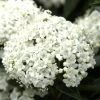 Viburnum Tinus, Lorbeer-Schneeball