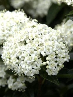Viburnum Tinus, Lorbeer-Schneeball
