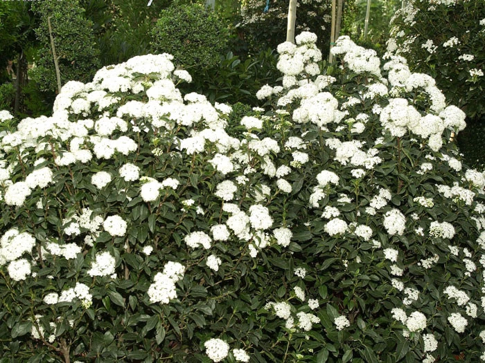 Viburnum Tinus, Lorbeer-Schneeball 2 Viburnum Tinus, Lorbeer-Schneeball – Bild 2