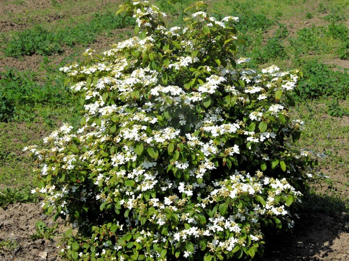 Viburnum Plicatum 'Watanabe', Japanischer Zwerg-Schneeball 2 Viburnum Plicatum 'Watanabe', Japanischer Zwerg-Schneeball – Bild 2