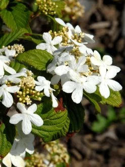 Viburnum Plicatum 'Watanabe', Japanischer Zwerg-Schneeball