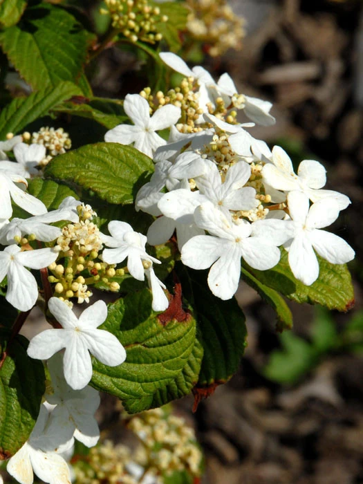 Viburnum Plicatum 'Watanabe', Japanischer Zwerg-Schneeball 1 Viburnum Plicatum 'Watanabe', Japanischer Zwerg-Schneeball