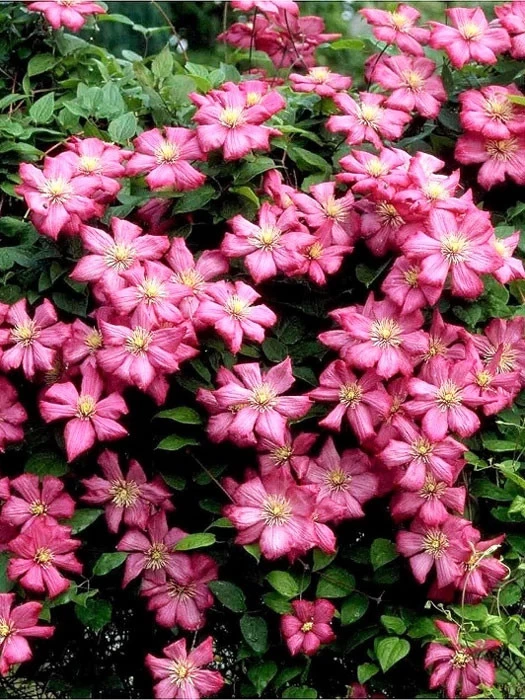 Clematis 'Ville De Lyon' 2 Clematis 'Ville De Lyon' – Bild 2