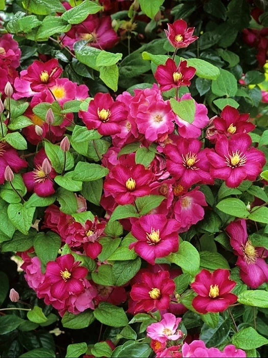 Clematis 'Ville De Lyon' 1 Clematis 'Ville De Lyon'