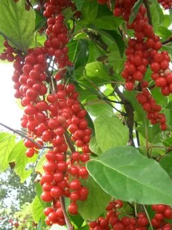 Chinesische Vitalbeere ® Wu Wei Zi -Gartengrün -Pflanze vitalbeere wu wei zi 1280x1280