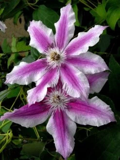 Clematis 'Carnaby'