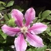 Clematis 'Dr.Ruppel'