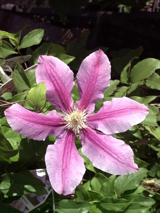 Clematis 'Dr.Ruppel' 1 Clematis 'Dr.Ruppel'