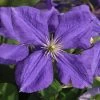 Clematis Jackmanii