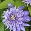Clematis 'Multi Blue'