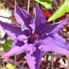 Clematis 'The President'